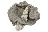 Miocene Gastropod (Epitonium) Fossil - North Carolina #189142-1